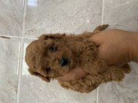 Orjinal Minyatür Toy Poodle Yavrular