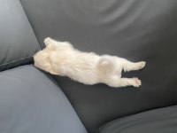 Terler cinsi köpeğimin yavrusu