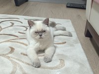 British shorthair pamuk