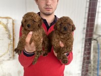 Red Toy Poodle Yavrular