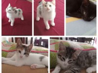 ANTALYA ÜRETİM EVİNDEN KURTARILAN YAVRU KEDİLER