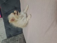 MİKRO DİŞİ POMERANİAN HİÇ ÇİFTLEŞMEDİ