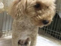 1.5 yaşında dişi poodle