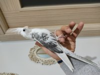 45 Günlük El Besleme Full Evcil Bebek Sultan Papağanı