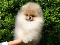 Mersin pomeranian yavru köpekler