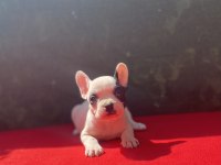 French Bulldog yavrularımız yeni ailesini bekliyor