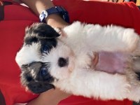 Maltipoo dişi yatlı bir yavru