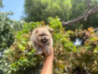 Pomeranian Boo Erkek
