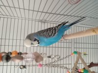 Ele alışık jumbo muhabbet kuşu erkek 1 yaşında