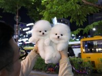 Mini Boy Tüy Dökmeyen Safkan Pomeranian Bebekler