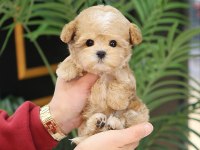 En sevimli maltipoo çocuklar