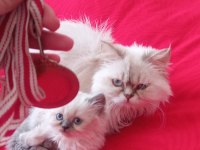Longhair scottish chocolate ve white baby british longhair