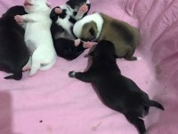 Chihuahua Yavrularımız