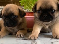 Teslime hazır Pug Mops Yavrularım 1 dişi 1 erkek