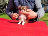 TEACUP ERKEK ŞİVAVA YAVRULAR