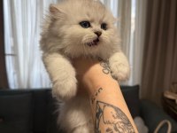 Orjinal ırk british longhair