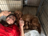 Red Toy Poodle Yavru Dişi ve Erkek Karma Yapıldı