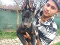 Doberman yavruları