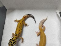 Yavru leopar gecko
