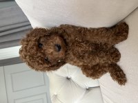 Toy Poodle Kore Yavru 2 Aylık