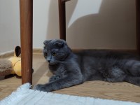 Scottish fold kedimizi sahiplendirme