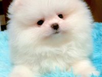 Pomeranian Yavruları