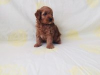 Maltipoo yavrularım orijinal ev doğumlu
