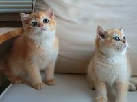 British Shorthair Dişi NY12 Golden Yavru Ful Secereli