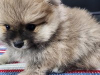 REZERVEYE AÇIK KÖPEĞİMİZ 2