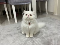 Exotic Longhair Dişi Yavru