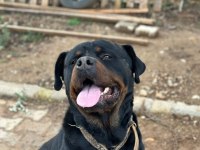 Dişi Erkek Rottweiler Yavrular