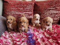 Sağlık Ve Irk Garantili Kore Maltipoo