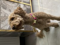 Eğitimli tuvalet eğitimi var çok bağımlı poodle
