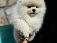Yasal çiftlikte ziyarete açık pomeranian boo