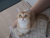 Golden British Shorthair