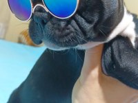 2.5 aylık dişi french bulldog yavrularımız