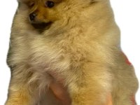 Yavru Pomeranian boo