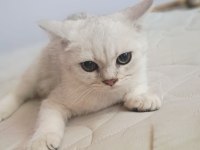 British Shorthair Silver Erkek