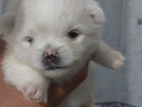 Orjinal anne baba altından 2 aylık pomeranian boo lar