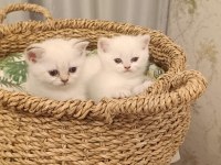 ANNE BABASI SEÇERELİ ÇOK ÜST DÜZEY BRİTİSH YAVRULARIMIZ