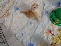 GOLDEN BRİTİSH PAŞAM REZERVEYE AÇILMIŞTIR