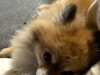 Pomeranian Spitz