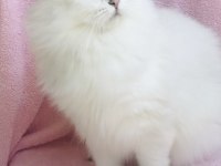 Silver Point British Longhair Dişi