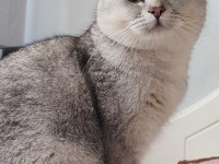 Safkan British Shorthair