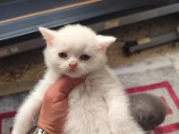 2 bembeyaz british shorthair kedisi