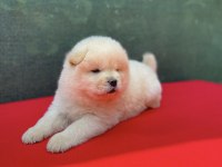 Chow chow yavrularımız için ulaşabilirsiniz çin aslanı