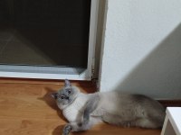 Temiz bakımlı british shorthair