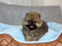 ORJİNAL TEA CUP AYI SURAT ORANGE POMERANİAN BOO