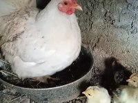 Paçalı Süs Tavuğu Ve Civcivleri