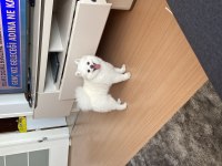 Erkek pomeranian